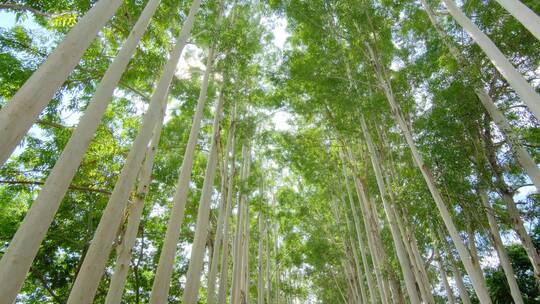 夏天阳光树荫桉树林速生桉