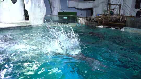 海豚水里游动表演玩耍