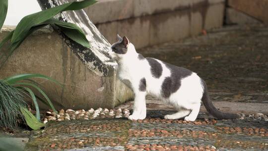 城市里街头一只流浪猫4K视频