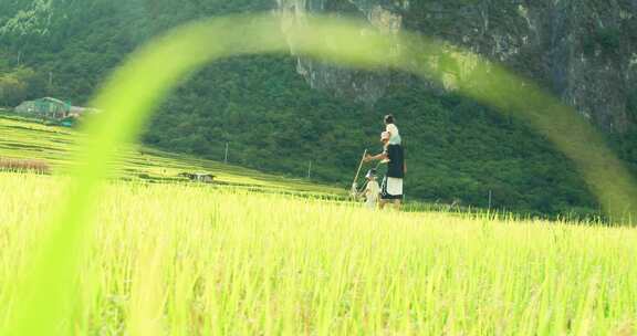 父亲和孩子们在夏天稻田玩/RED电影机UP镜头