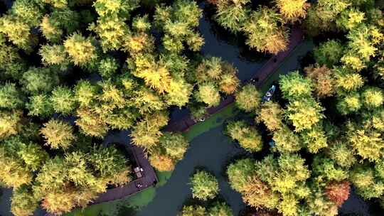 杭州临安青山湖水杉林秋季风光航拍视频素材模板下载