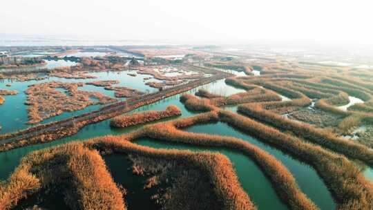 冬季洪泽湖湿地