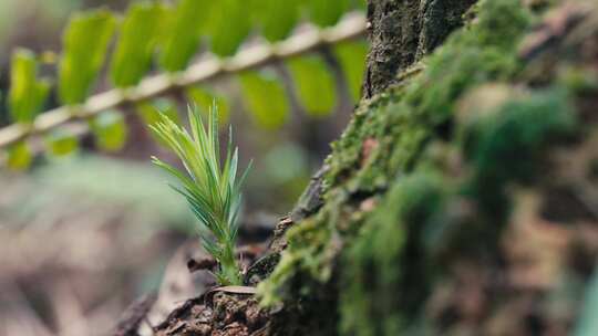 蕨类苔藓微距森林