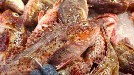 海鲜市场的石斑鱼