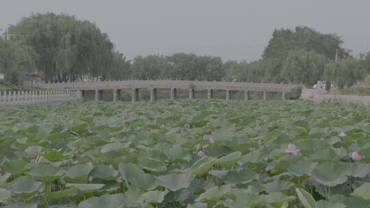 夏季荷塘荷花LOG视频素材