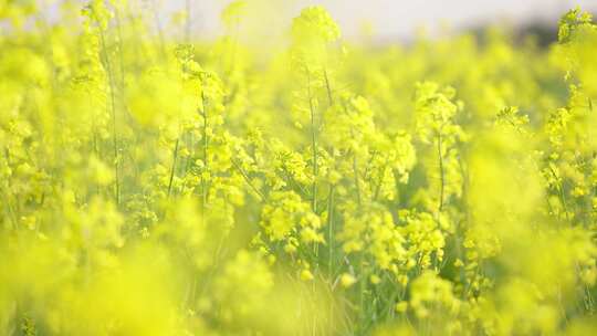 油菜花