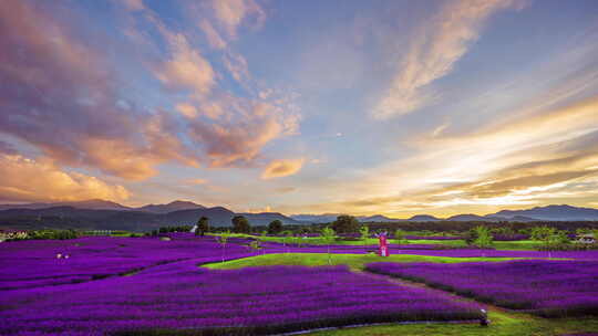 【延时】夕阳晚霞紫色马鞭草花海