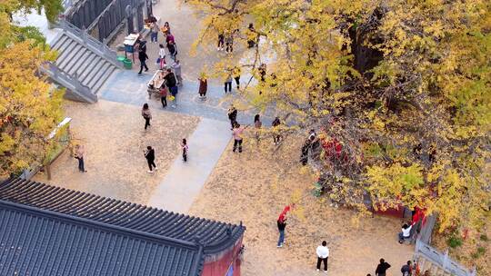 航拍平顶山文殊寺银杏