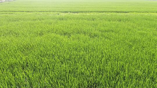 大片的绿色水稻田