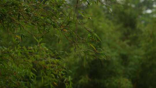 雨中竹林实拍