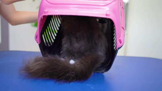 猫咪剪毛想咬人宠物医院宠物小猫洗澡护理