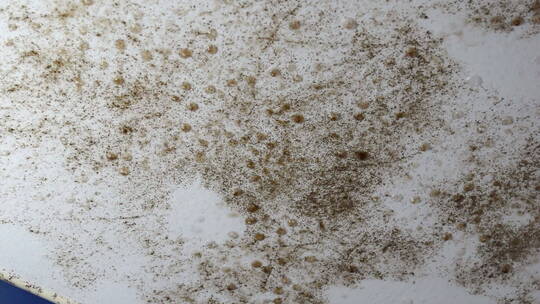 湿墙上的霉菌