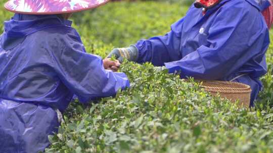 春天茶园采茶女采摘茶叶