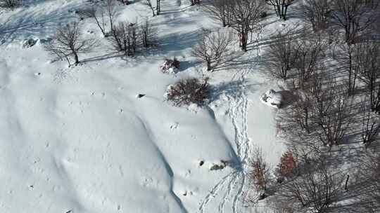 雪，无人机，意大利，树