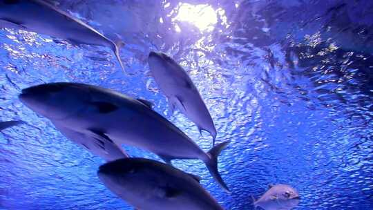海洋馆的鱼群视频素材模板下载
