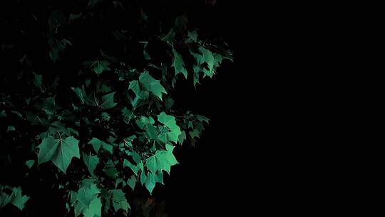 夜晚灯光下风吹树叶动