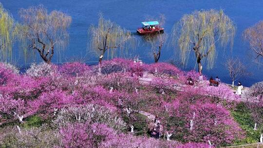 （合集）杭州西湖孤山公园梅花盛开视频素材模板下载