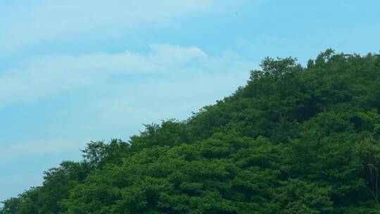 夏日蝉鸣山林树木