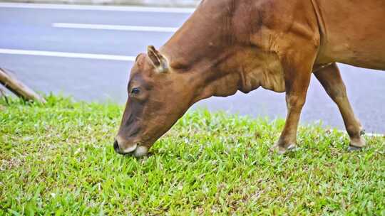 乡间马路边上的大黄牛正在吃草
