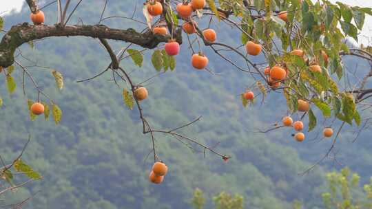 杭州萧山临浦横一村梅里探柿秋天丰收柿子树