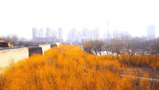 城市边金黄色树林与远景高楼