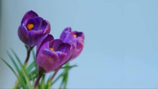 盛开的紫色花朵 (3)