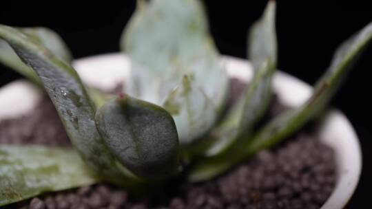 蓝鸟多肉植物盆栽绿植