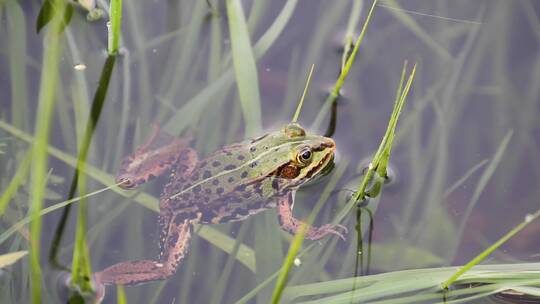 水中的草蛙