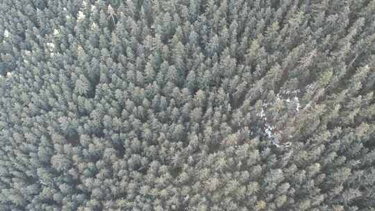 青海贵德阿什贡树木田地山峰航拍视频