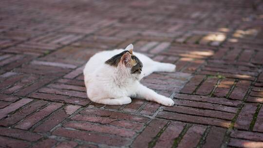 小猫侧身躺在地上