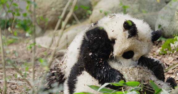 两只可爱的国宝大熊猫幼崽打架玩耍