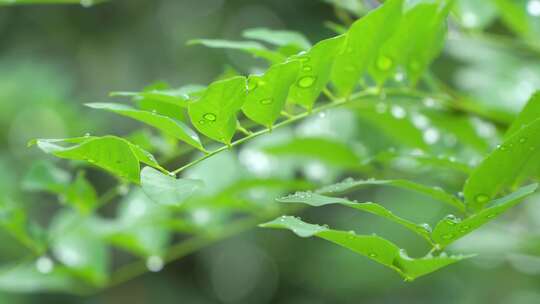 雨滴从绿色植物上落下唯美素材