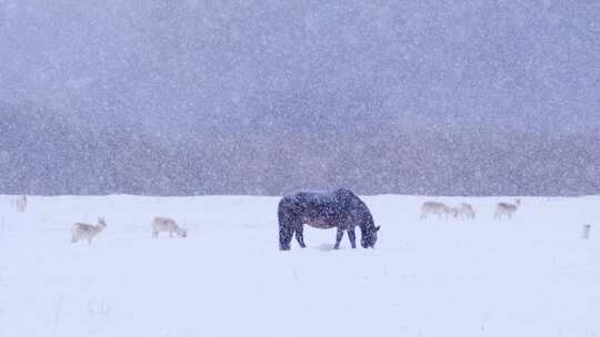 雪中的黄羊 蒙古原羚