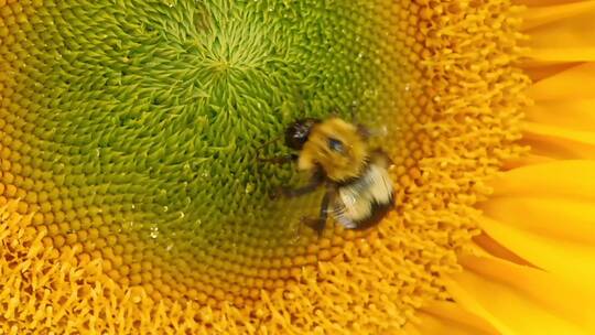 蜜蜂吸食花蜜的特写
