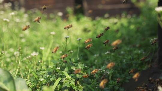 春天的精灵蜜蜂飞舞特写唯美慢镜头视频素材模板下载