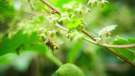 蜜蜂野花上采蜜微距特写飞舞慢镜头
