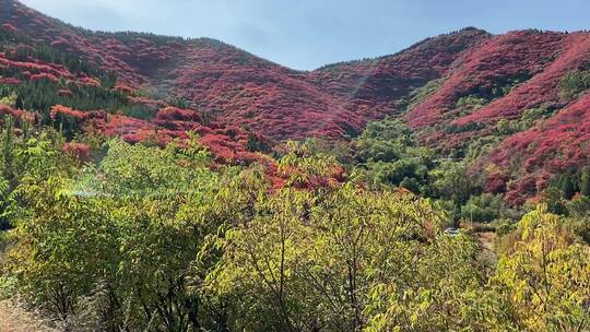 济南捎近村，秋天满山红叶成近郊游