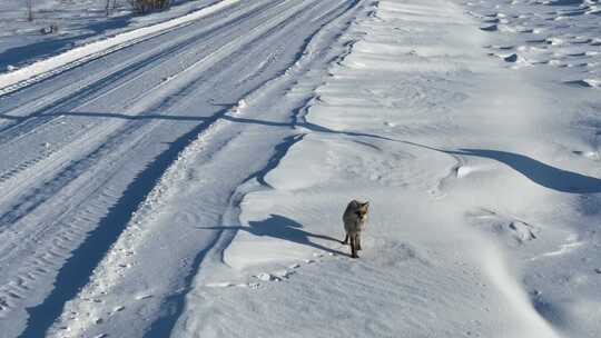 荒野雪地上的狐狸