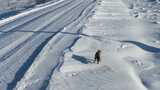 荒野雪地上的狐狸高清在线视频素材下载