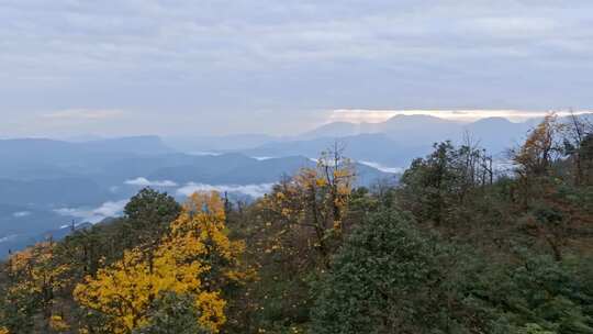 高清实拍眉山洪雅瓦屋山森林