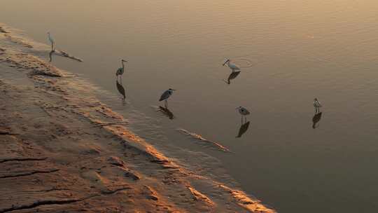 杭州钱塘江滩涂湿地候鸟白鹭夕阳视频素材模板下载