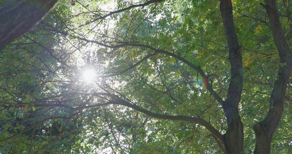 夏日阳光透过树叶