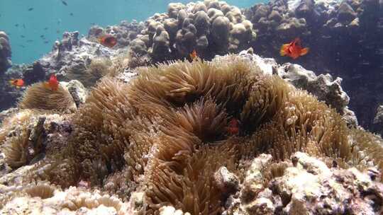 珊瑚 海洋 海底  海底世界