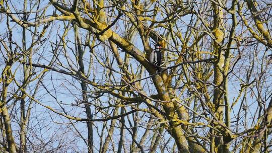 啄木鸟在树上觅食