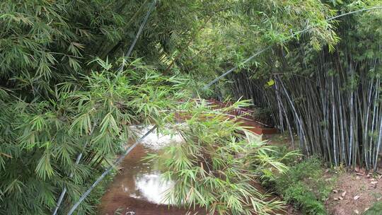 竹子竹林航拍空镜地面镜头