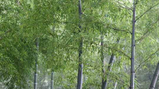 下雨天茂密的竹林枝叶繁茂生机勃勃的景象