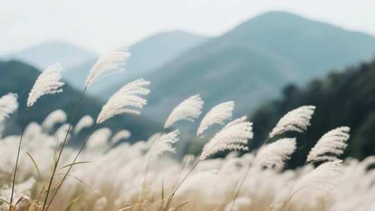 山间草海柔软羽毛与远山剪影