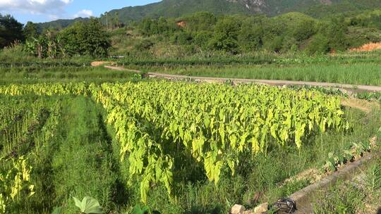 烟草 烟草种植 烟草加工 香烟