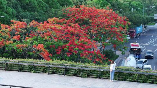 中国广东省广州市白云区白云大道南凤凰花