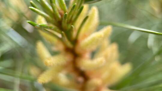 松树松针松花粉植物